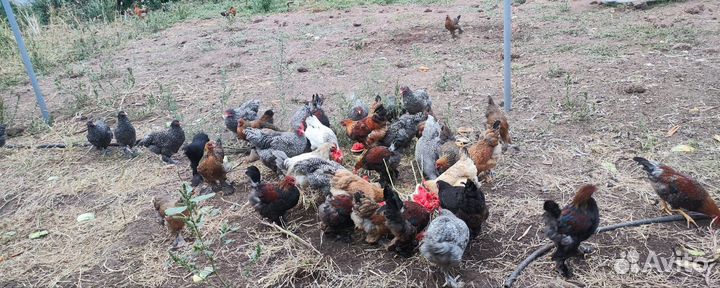 Молодые петушки + молодки