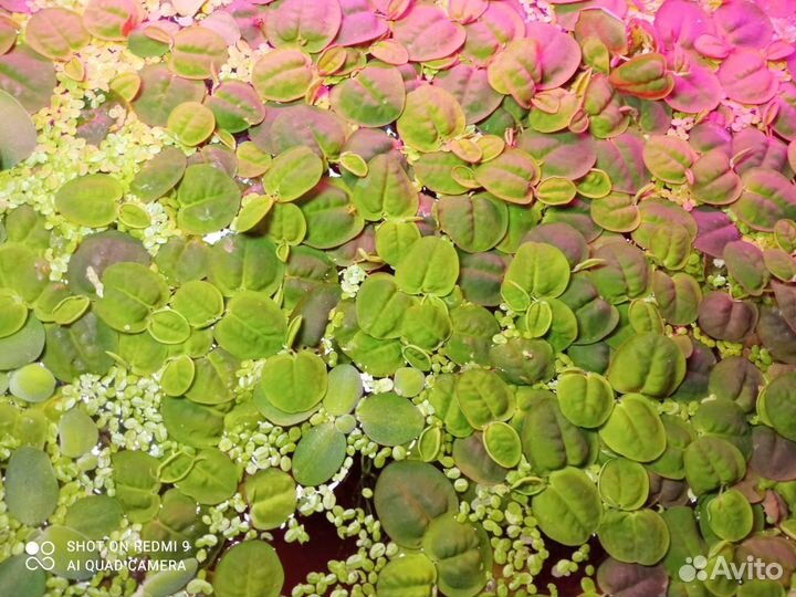 Пистия, Филлантус, Ряска, Наяда, Элодея