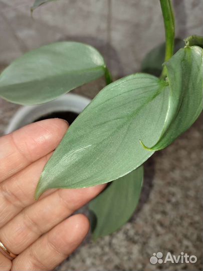 Филодендрон сильвер