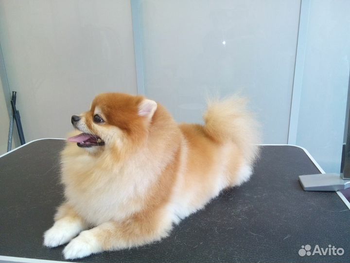 Стрижка собак и кошек