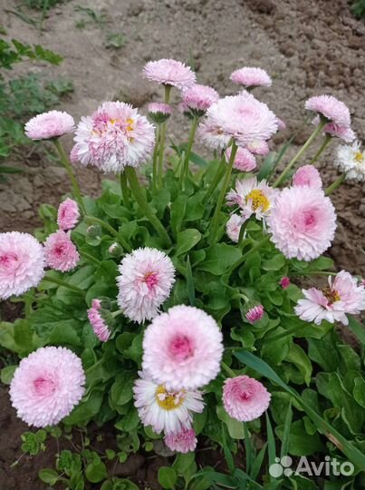 Маргаритки рассада