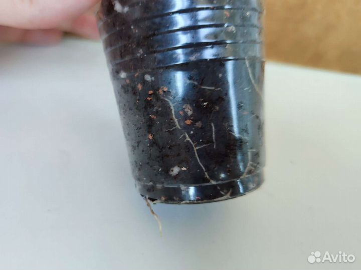 Фикус Амстел Кинг