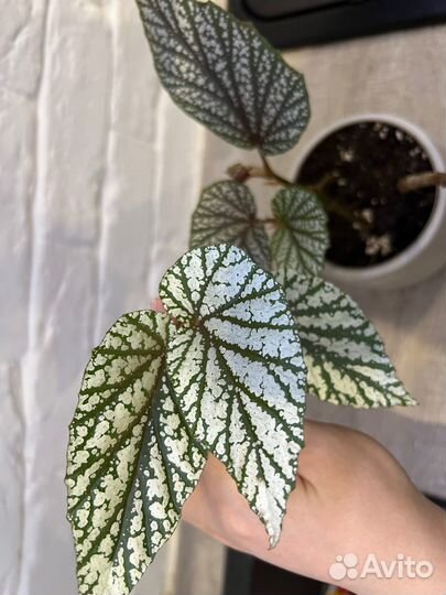 Фикус бенжамина