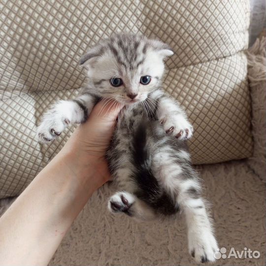 Шотландские котята