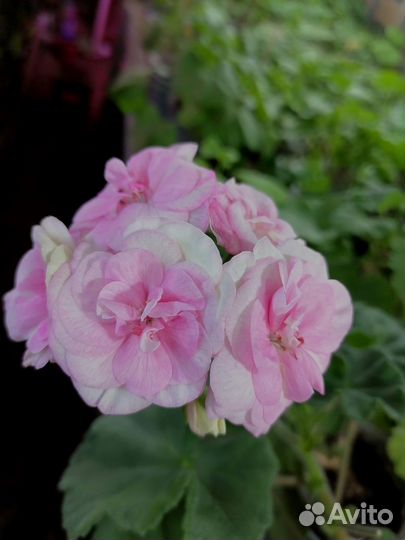 Пеларгония Od Madpearl Rose