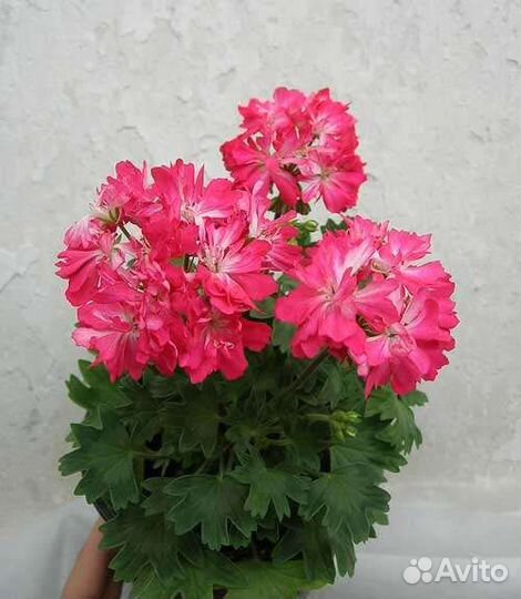 Пеларгония герань