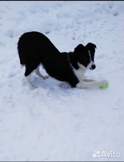 Щенок девочка