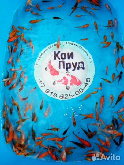 Карп Кои 3-4см