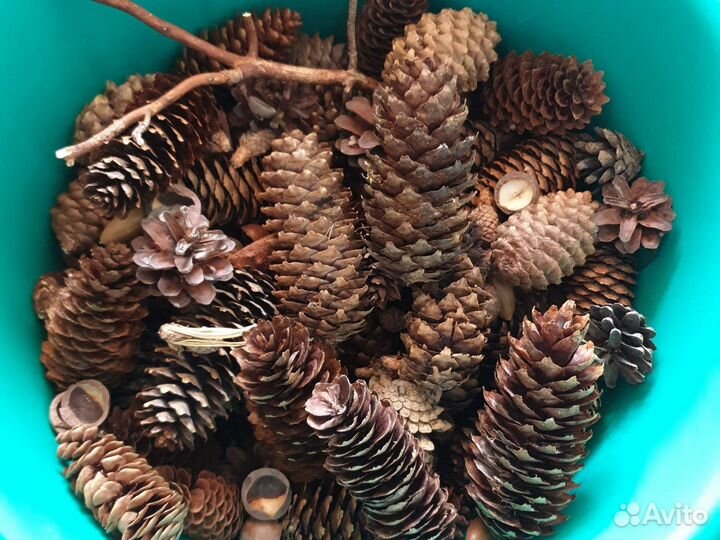 Шишки желуди для поделок