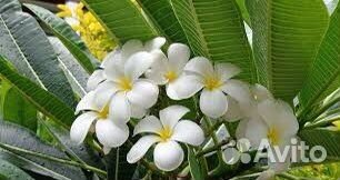 Плюмерия