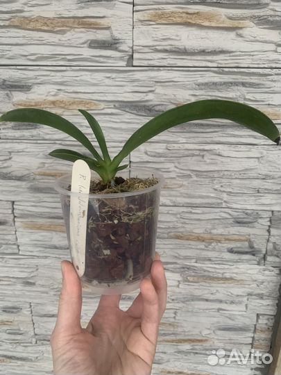 Lueddemaniana x sib орхидея фаленопсис