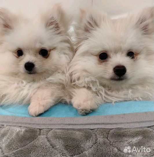 Померанский шпиц