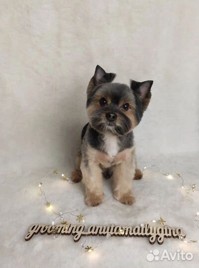 Стрижка собак и кошек