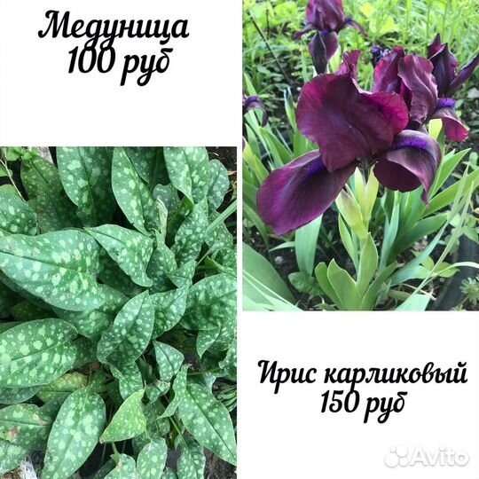 Многолетние садовые цветы