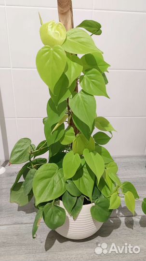 Монстера, Филодендроны