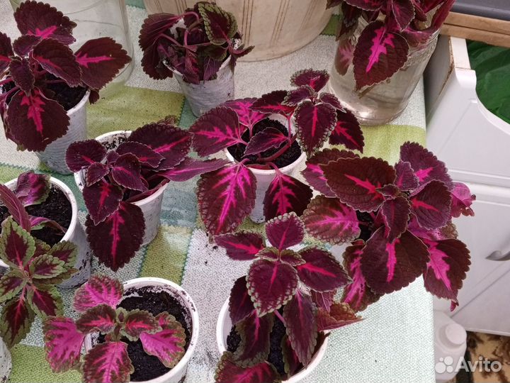 Колеусы сортовые