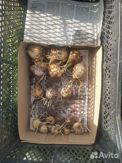 Рябчик рыжий