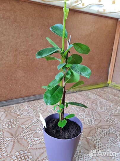 Фикус микрокарпа мокламе