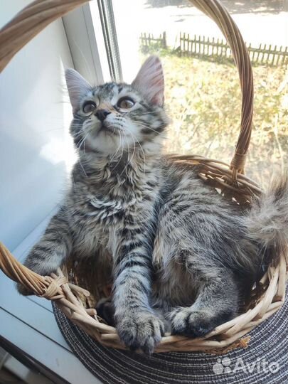 Котята в добрые руки (девочки)