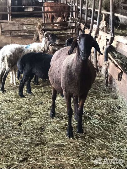 Баран эдельбай