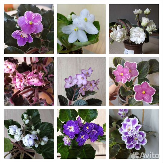 Сортовые фиалки лист