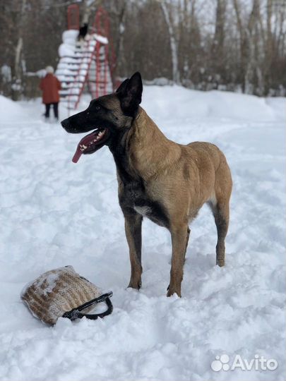 Продажа щенков
