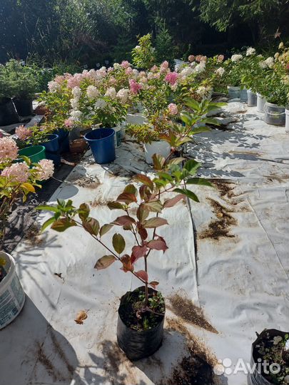 Гортензия метельчатая Фрейз Мельба