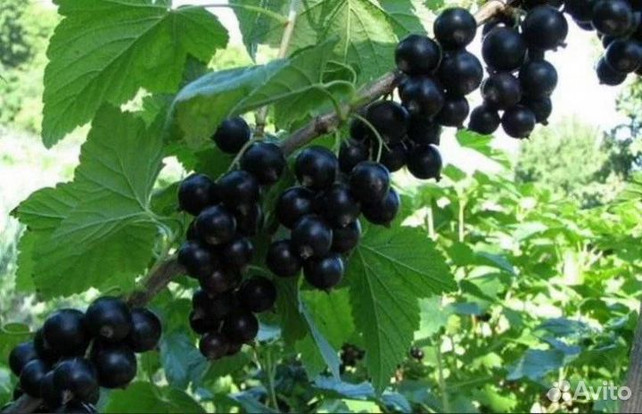 Саженцы черной смородины