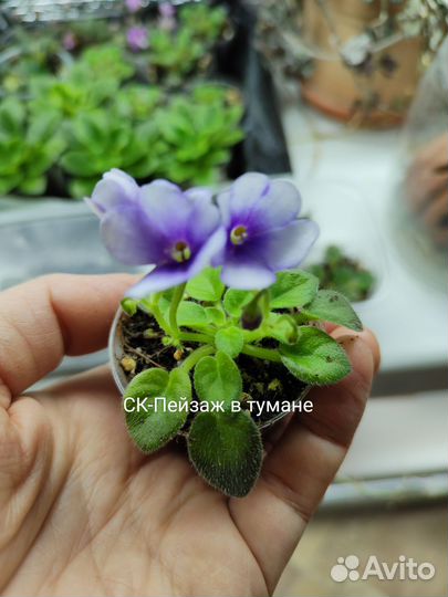 Фиалки миниатюрные и микромини