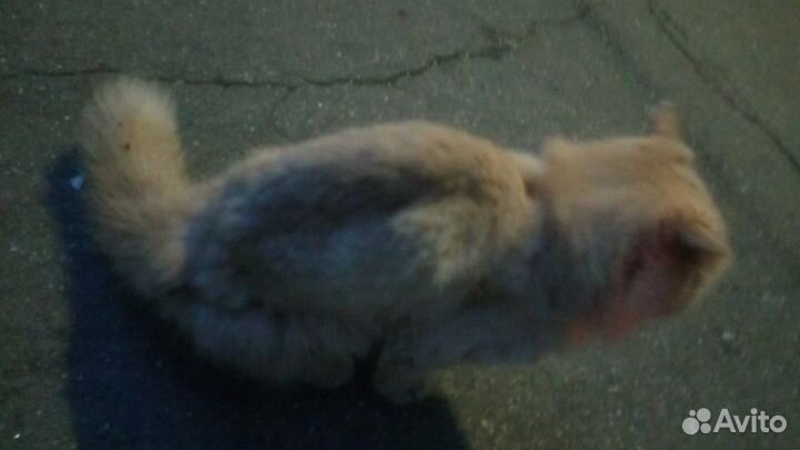 Спасите персидского кота