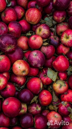 Яблоки домашние разные сорта