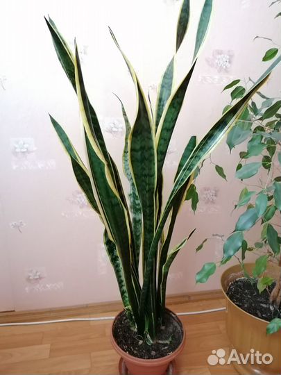 Комнатная высокая сансевьерия (или Тёщин язык)