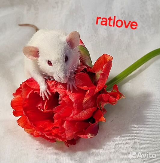 Крысята дамбо девочки