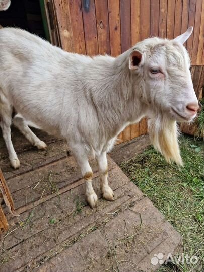 Зааненская коза