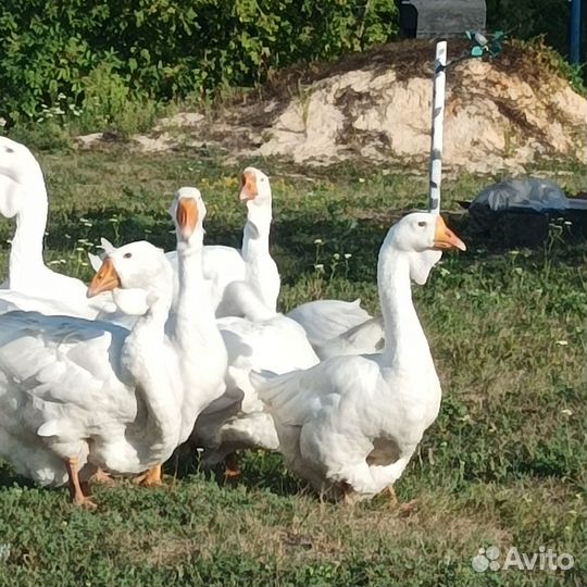 Гуси холмогоры в белгородской области