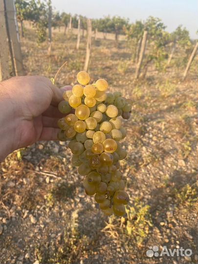Виноград