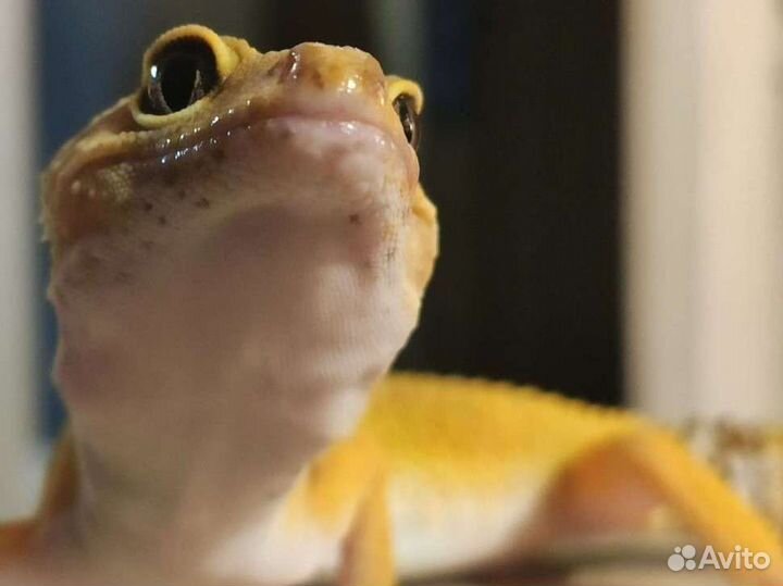 Эублефар самка