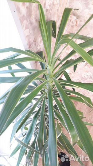 Юкка 220см комнатные цветы