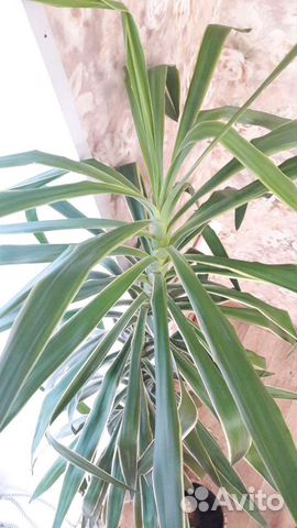 Юкка 220см комнатные цветы