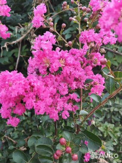 Лагерстремия индийская сирень
