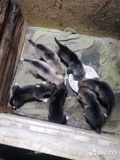 Щенки сибирской хаски