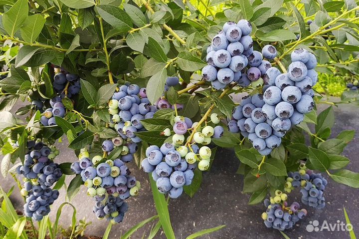 Саженцы голубики