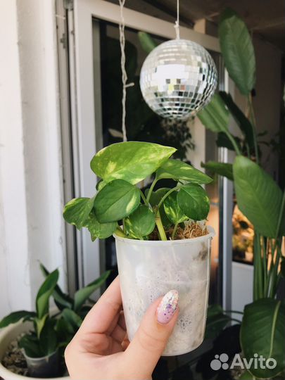 Эпипремнумы