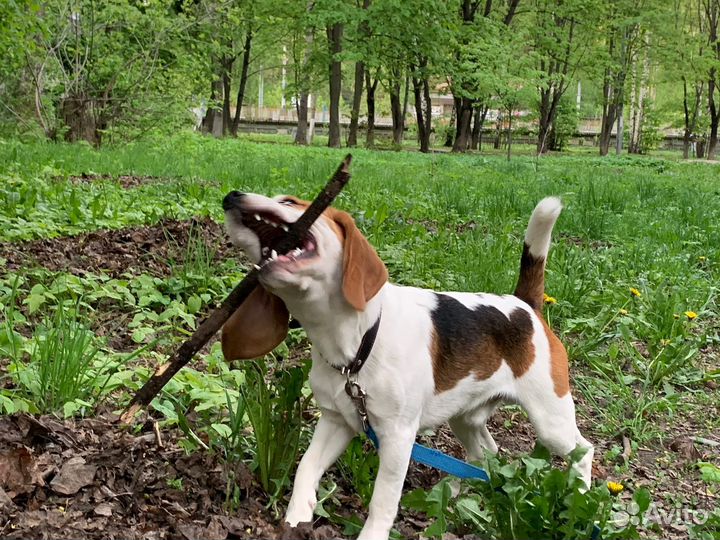 Бигль вязка