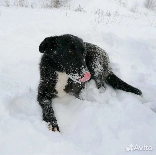 Собака Мирана