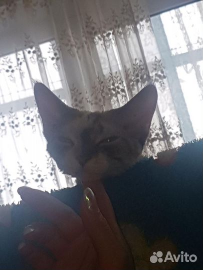 Кошка девон-рекс