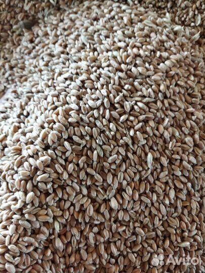 Зерно пшеница, ячмень, овёс, просо