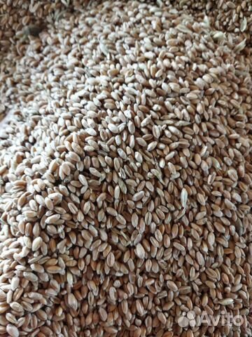 Зерно пшеница, ячмень, овёс, просо