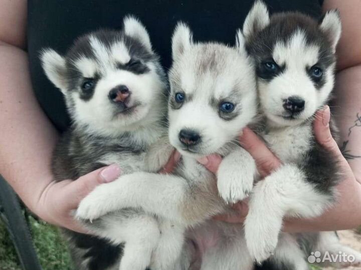 Сибирский хаски