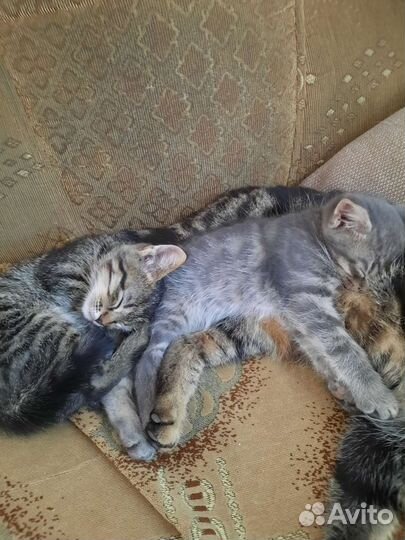 Кошки в добрые руки бесплатно